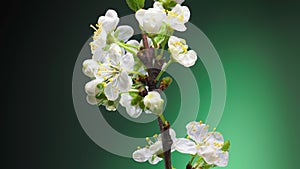 Time Lapse of Blossoming Apple Tree Branch on Green Background