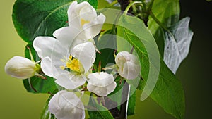 Time Lapse of Blossoming Apple Tree Branch on Green Background