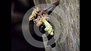 Time lapse Cicada slough off