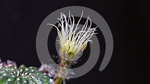 Time lapse close up the spider draws a web on a cactus flower in black background.