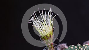 time lapse close up the spider draws a web on a cactus flower in black background.