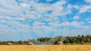 Time lapse Cloud moving over the yellow rice fields.