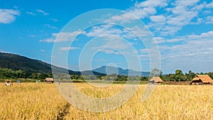 Time lapse Cloud moving over the yellow rice fields.