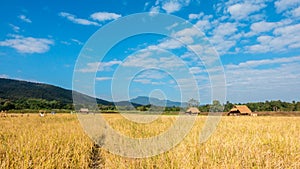 Time lapse Cloud moving over the yellow rice fields.