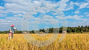 Time lapse Cloud moving over the yellow rice fields.