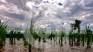 Time lapse, clouds moving over the rice fields