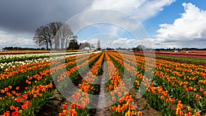 Time lapse of clouds over colorful tulips in Woodburn Or during Spring Season 4k