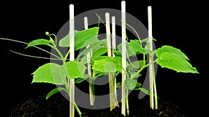 Time lapse of cucumber sprouts growth on black background, scene rotation, plant growing, agronomy, home growing crops