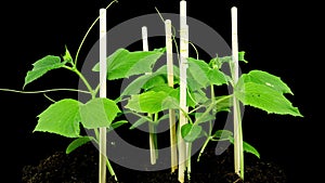 Time lapse of cucumber sprouts growth on black background, scene rotation, plant growing, agronomy, home growing crops