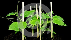 Time lapse of cucumber sprouts growth on black background, scene rotation, plant growing, agronomy, home growing crops