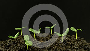 Time lapse of cucumber sprouts growth on black background, scene rotation, plant growing, agronomy, home growing crops