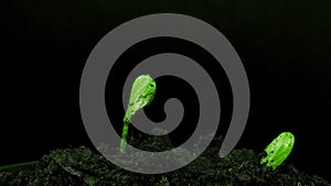 Time lapse of cucumber sprouts growth on black background, scene rotation, plant growing, agronomy, home growing crops