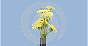 Time lapse of dandelion opening close up view. Macro shoot of flowers group blooming. Slow motion rotation. Isolated