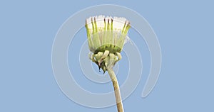 Time lapse of dandelion opening close up view. Macro shoot of flowers group blooming. Slow motion rotation. Isolated