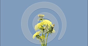 Time lapse of dandelion opening close up view. Macro shoot of flowers group blooming. Slow motion rotation. Isolated