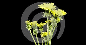 Time lapse of dandelion opening close up view. Macro shoot of flowers group blooming. Slow motion rotation. Isolated