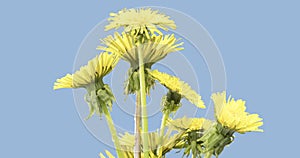 Time lapse of dandelion opening close up view. Macro shoot of flowers group blooming. Slow motion rotation. Isolated