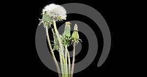 Time lapse of dandelion opening close up view. Macro shoot of flowers group blooming. Slow motion rotation. Isolated