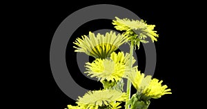 Time lapse of dandelion opening close up view. Macro shoot of flowers group blooming. Slow motion rotation. Isolated