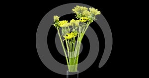 Time lapse of dandelion opening close up view. Macro shoot of flowers group blooming. Slow motion rotation. Isolated
