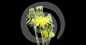 Time lapse of dandelion opening close up view. Macro shoot of flowers group blooming. Slow motion rotation. Isolated