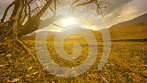 Time lapse of death tree and dry yellow grass at mountian landscape with clouds and sun rays. Horizontal slider movement