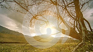 Time lapse of death tree and dry yellow grass at mountian landscape with clouds and sun rays. Horizontal slider movement