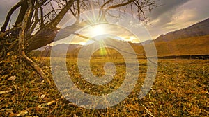 Time lapse of death tree and dry yellow grass at mountian landscape with clouds and sun rays. Horizontal slider movement