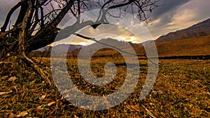 Time lapse of death tree and dry yellow grass at mountian landscape with clouds and sun rays. Horizontal slider movement