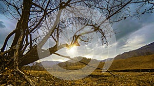 Time lapse of death tree and dry yellow grass at mountian landscape with clouds and sun rays. Horizontal slider movement