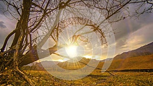 Time lapse of death tree and dry yellow grass at mountian landscape with clouds and sun rays. Horizontal slider movement