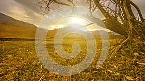 Time lapse of death tree and dry yellow grass at mountian landscape with clouds and sun rays. Horizontal slider movement