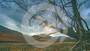 Time lapse of death tree and dry yellow grass at mountian landscape with clouds and sun rays. Horizontal slider movement