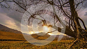 Time lapse of death tree and dry yellow grass at mountian landscape with clouds and sun rays. Horizontal slider movement