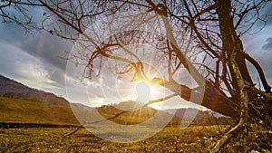 Time lapse of death tree and dry yellow grass at mountian landscape with clouds and sun rays. Horizontal slider movement