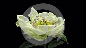 Time-lapse of dying white Peony flower with ALPHA channel