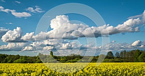 Time lapse of field of beautiful springtime golden flower of rapeseed on blue sky background with beautiful clouds