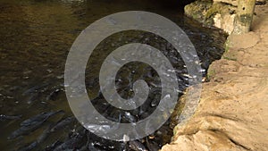 Time Lapse of Fish Feeding in the River. A Lot of Big Fishes are Able to Catch Feed-stuff.