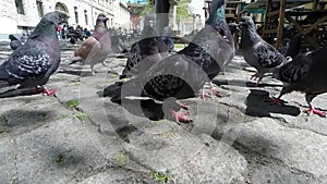 Time lapse of a flock of pigeons feeding