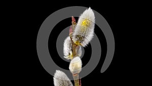 Time Lapse of flowering Willow flowers on black background. Spring timelapse of Salix flowers