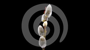 Time Lapse of flowering Willow flowers on black background. Spring timelapse of Salix flowers