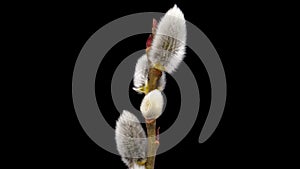 Time Lapse of flowering Willow flowers on black background. Spring timelapse of Salix flowers