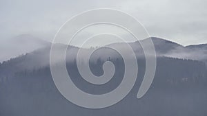 Time lapse of fog or low cloud moving above pine forests. Misty cloudy view in wet mountain area. Detail of dense pine