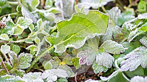 Time lapse frost on leaf (revert)