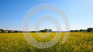 Time-lapse of golden canola fields under clear blue sky