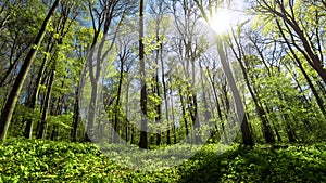 Time lapse of gorgeous sunny green forest