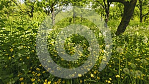 time lapse grass in the garden