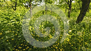 time lapse grass in the garden