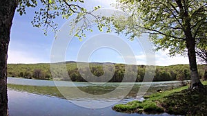 Time lapse of a green tree on the shore of a lake