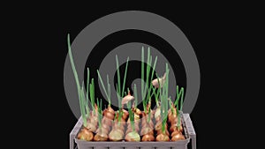 Time-lapse of growing green onions